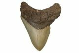 Bargain, Fossil Megalodon Tooth - North Carolina #190830-1